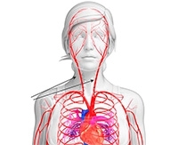 Анатомия внутренней и наружной сонной артерии Анатомия внутренней и наружной сонной артерии