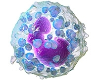 Понизился уровень базофилов у взрослых: как лечить базофилию Понизился уровень базофилов у взрослых: как лечить базофилию