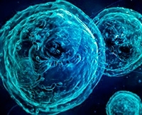 Причины и опасности повышения уровня базофилов у детей Причины и опасности повышения уровня базофилов у детей